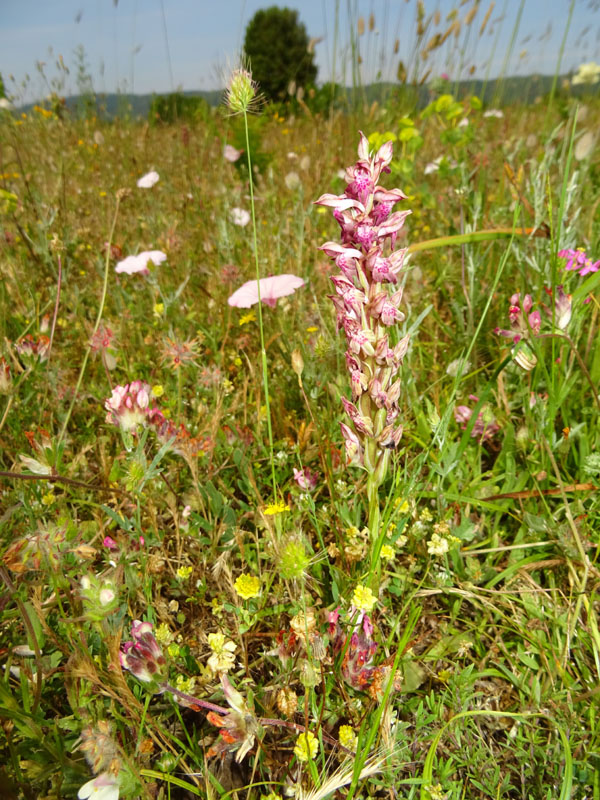 Anacamptis coriophora subsp. fragans..........Gargano